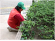 植栽剪定